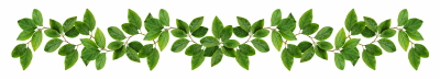 Green Leaved Branches 33xPNG
