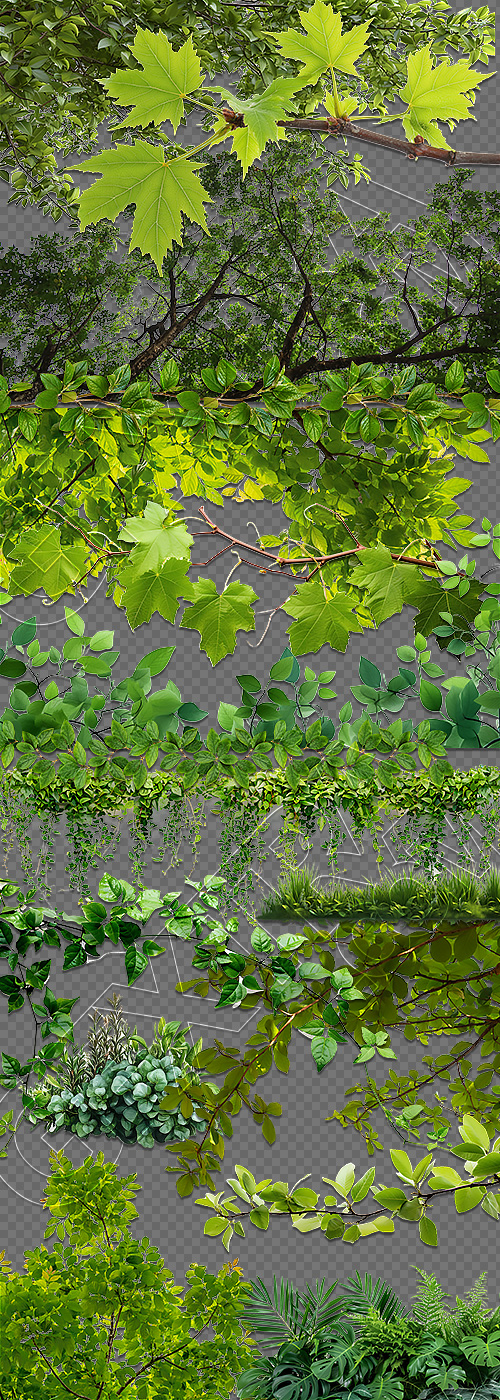 Green Leaved Branches 33xPNG