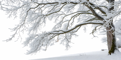 Snowy Branches, Forest & Landscapes 25xPNG