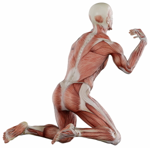 Muscle Body Exercise Person 3D Renders 20xPNG