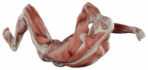 Muscle Body Exercise Person 3D Renders 20xPNG