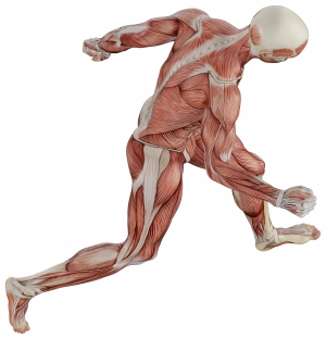 Muscle Body Exercise Person 3D Renders 20xPNG