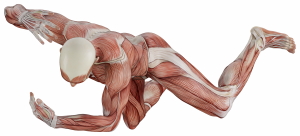 Muscle Body Exercise Person 3D Renders 20xPNG
