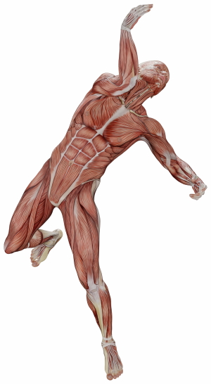 Muscle Body Exercise Person 3D Renders 20xPNG