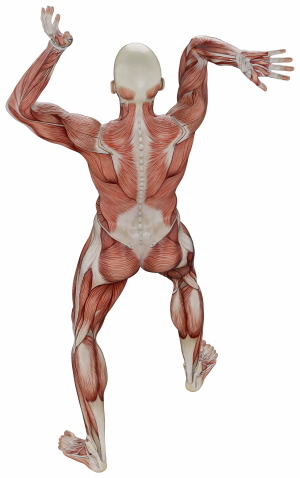 Muscle Body Exercise Person 3D Renders 20xPNG