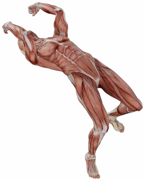 Muscle Body Exercise Person 3D Renders 20xPNG