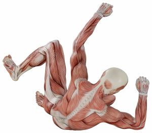 Muscle Body Exercise Person 3D Renders 20xPNG