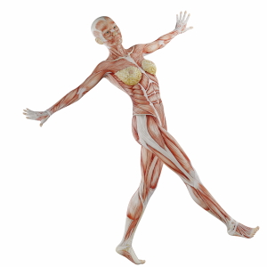 Muscle Body Exercise Person 3D Renders 20xPNG
