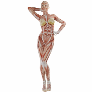 Muscle Body Exercise Person 3D Renders 20xPNG