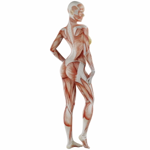 Muscle Body Exercise Person 3D Renders 20xPNG