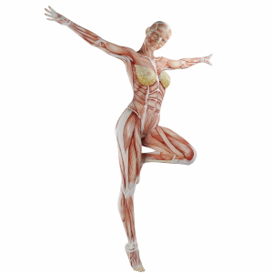 Muscle Body Exercise Person 3D Renders 20xPNG