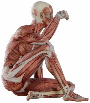 Muscle Body Exercise Person 3D Renders 20xPNG
