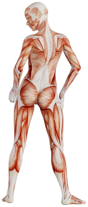 Muscle Body Exercise Person 3D Renders 20xPNG