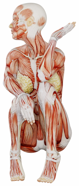 Muscle Body Exercise Person 3D Renders 20xPNG