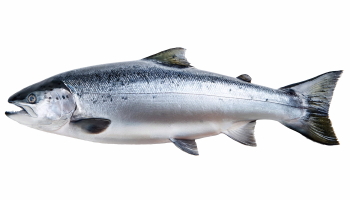 Supersize Fishes 27xPNG