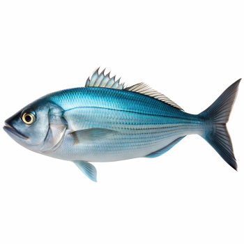 Supersize Fishes 27xPNG
