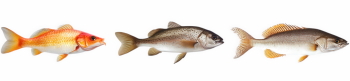 Supersize Fishes 27xPNG