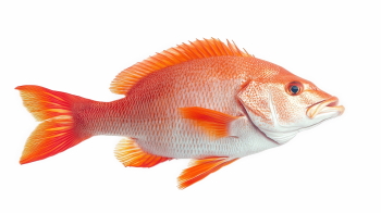 Supersize Fishes 27xPNG