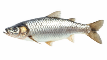 Supersize Fishes 27xPNG