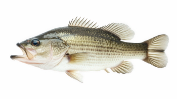 Supersize Fishes 27xPNG