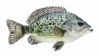 Supersize Fishes 27xPNG