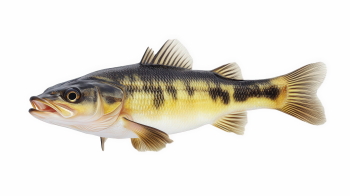 Supersize Fishes 27xPNG