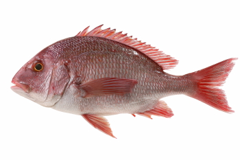 Supersize Fishes 27xPNG
