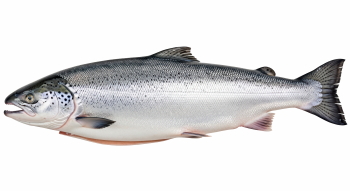 Supersize Fishes 27xPNG