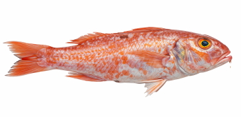 Supersize Fishes 27xPNG