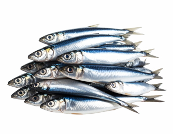 Supersize Fishes 27xPNG