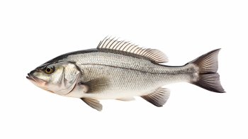 Supersize Fishes 27xPNG