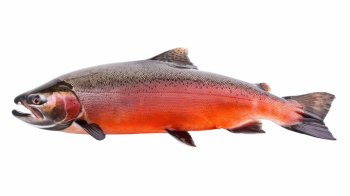 Supersize Fishes 27xPNG