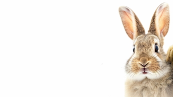 Happy Easter Design Elements #2, 25xPNG