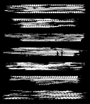 Car Side Stripes #1, 29xAI Car Side Stripes #1, 29xAI