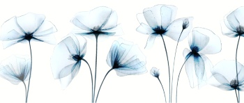 Abstract Botanical Art Backgrounds 25xAI