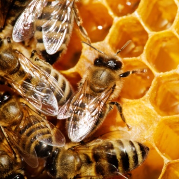 Honeycomb & Bees 30xJPG