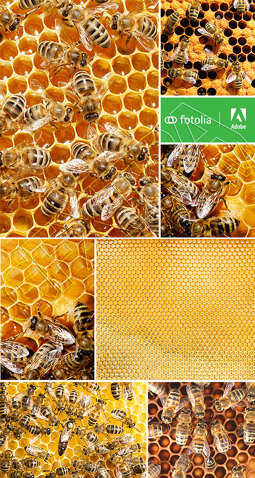 Honeycomb & Bees 30xJPG Honeycomb & Bees 30xJPG