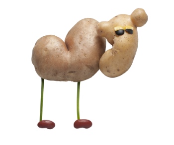 Creative Vegetables Animals on White Background 40xJPG