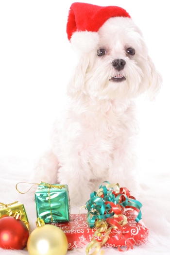 Animals with Santa Hat 28xJPG