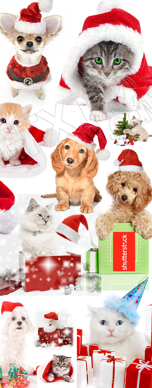 Animals with Santa Hat 28xJPG