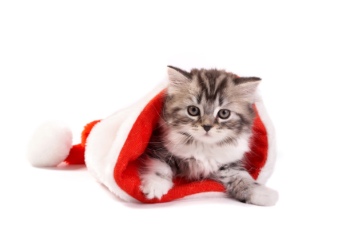 Animals with Santa Hat 28xJPG