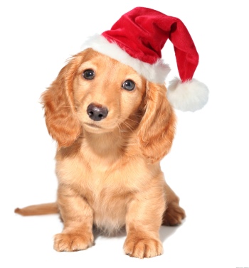 Animals with Santa Hat 28xJPG