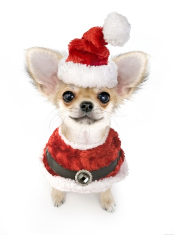 Animals with Santa Hat 28xJPG