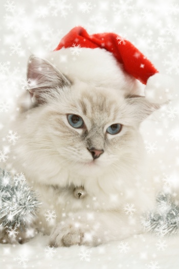 Animals with Santa Hat 28xJPG