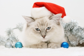 Animals with Santa Hat 28xJPG