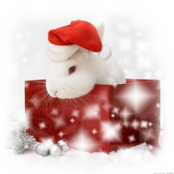 Animals with Santa Hat 28xJPG