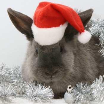 Animals with Santa Hat 28xJPG