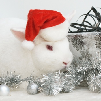 Animals with Santa Hat 28xJPG
