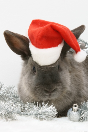 Animals with Santa Hat 28xJPG