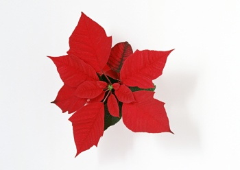 Christmas Ornamental Elements on White Backgrounds 72xJPG